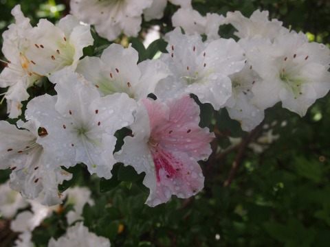 c0117007_8584821.jpg