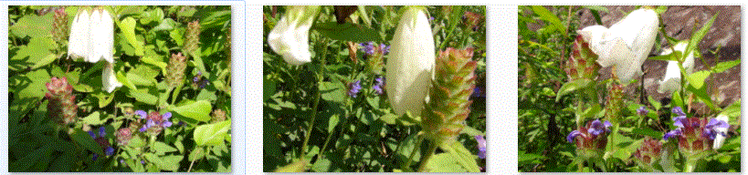 f0231709_2053410.gif