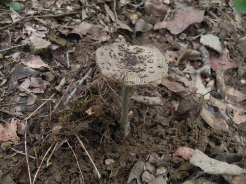 e0352220_19045778.jpg