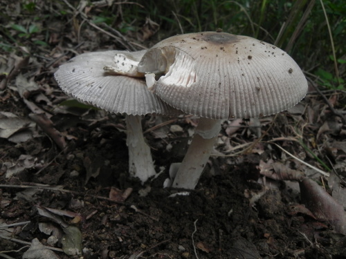 e0352220_19171845.jpg