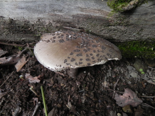 e0352220_21203534.jpg