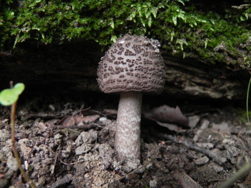 e0352220_21222428.jpg