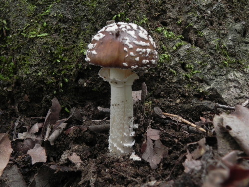 e0352220_21295223.jpg