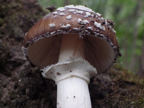 e0352220_22032776.jpg