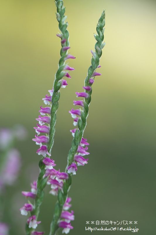 e0052135_13593517.jpg