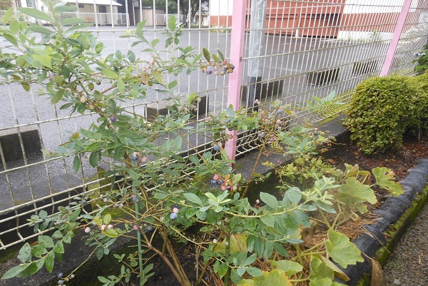 f0042737_816339.jpg