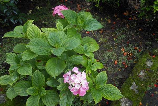f0042737_825464.jpg