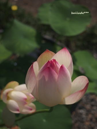b0246758_20525763.jpg