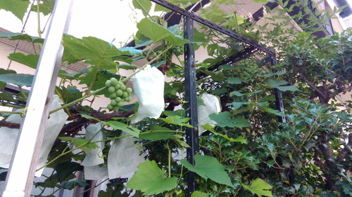 e0249060_8453649.jpg