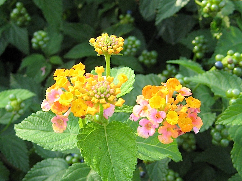 b0057679_7275314.jpg