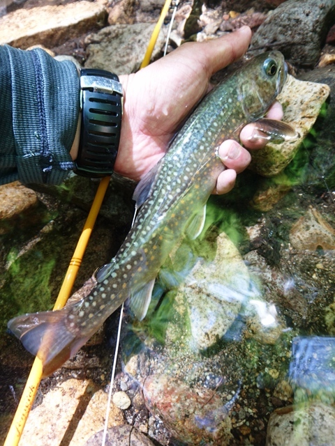 c0157482_09571011.jpg