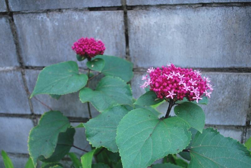 e0025300_18153530.jpg