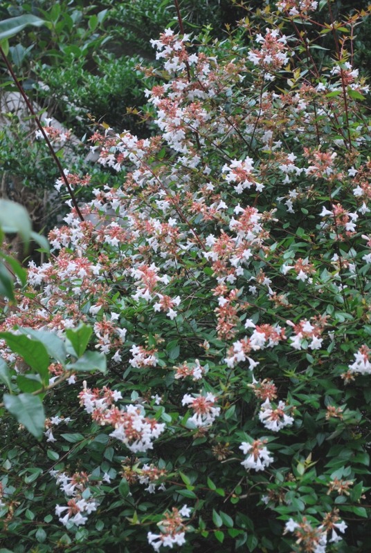 e0025300_1854814.jpg