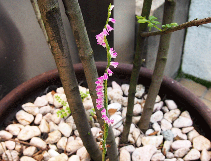 b0172203_16273456.gif