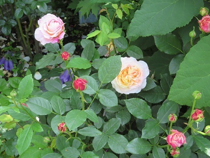 f0325309_06030004.jpg