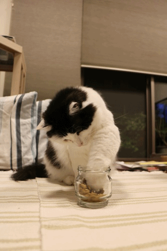 a0198826_22242258.gif