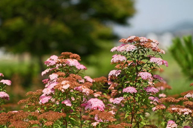 a0242438_18303853.jpg