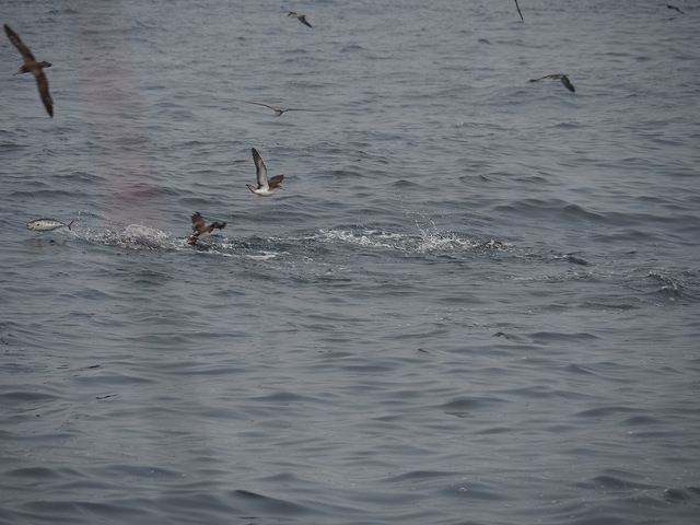 a0248152_16505288.jpg