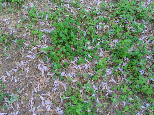 d0029363_1042889.jpg