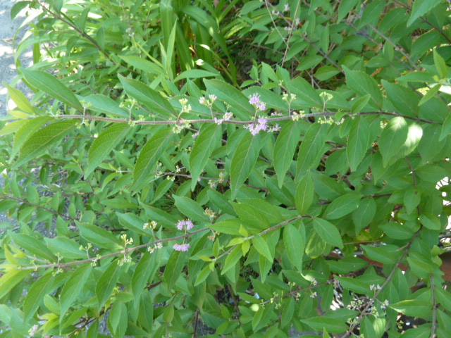 e0278968_22133394.jpg