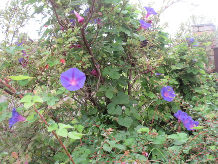 f0053885_19593061.jpg
