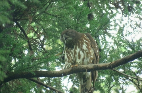 e0357387_06090060.jpg