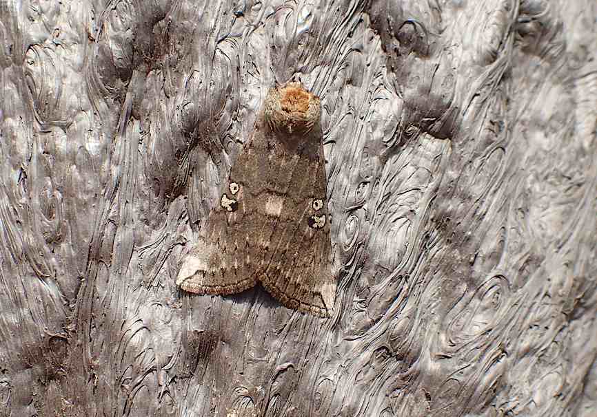 d0303129_20524192.jpg