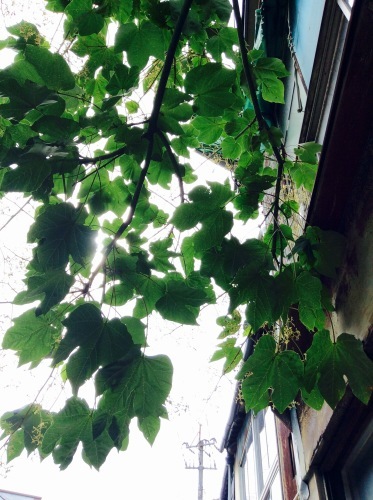 c0340351_15501757.jpeg