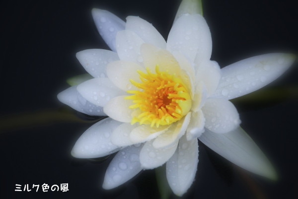 c0368870_11574003.jpg