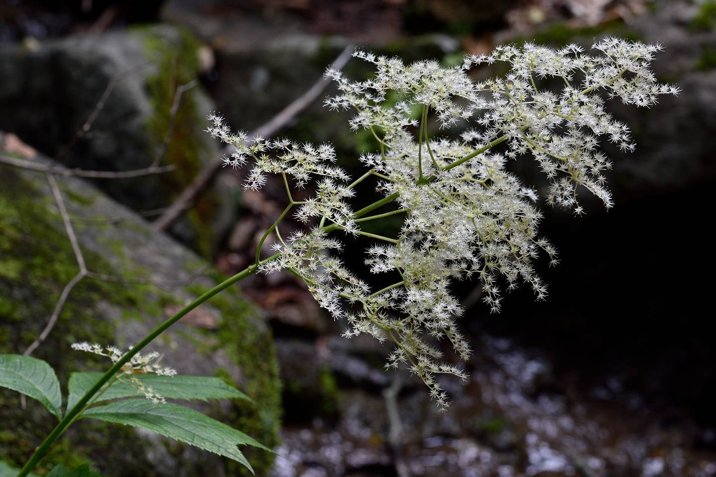 d0328977_10092447.jpg