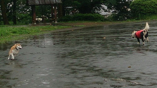 b0136381_17401018.jpg