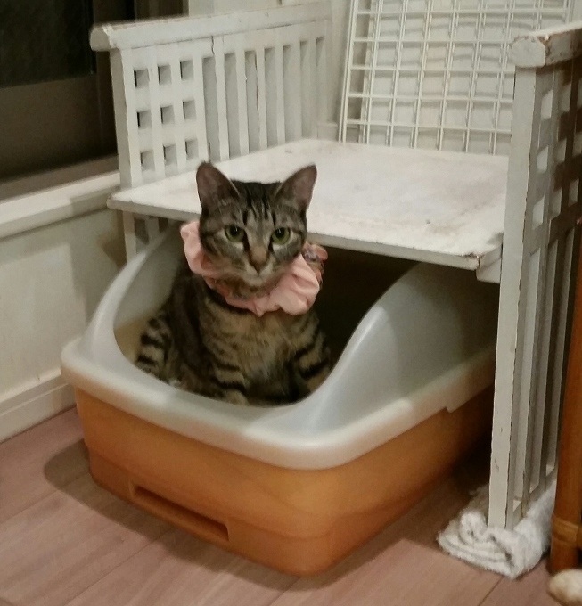 e0144012_03190931.jpeg