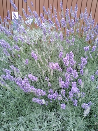 b0082125_10115590.jpg