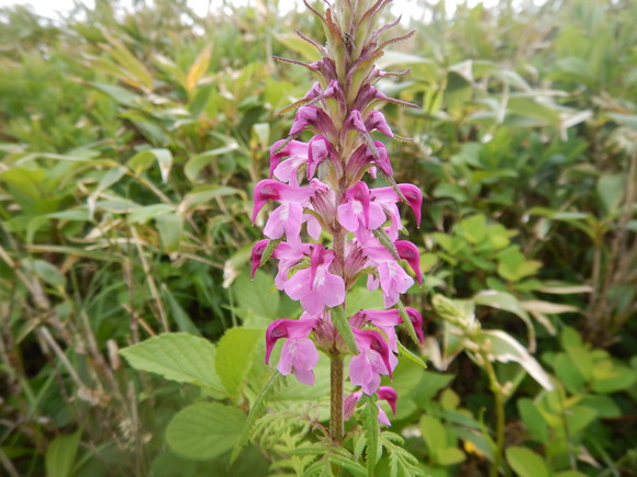 f0118332_2350937.jpg
