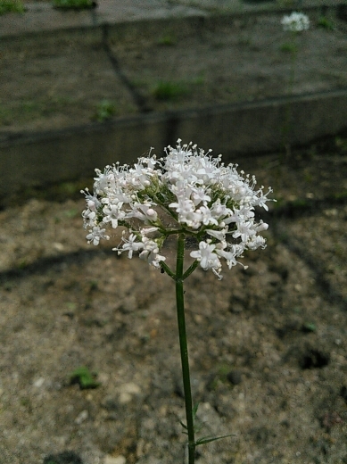 a0018655_11003190.jpg