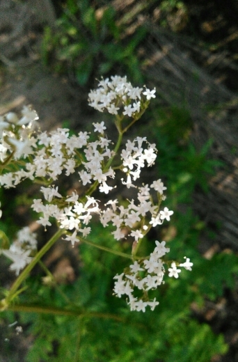 a0018655_11003683.jpg