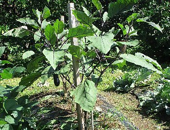 f0003283_14251318.jpg