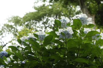 c0339296_2138959.jpg