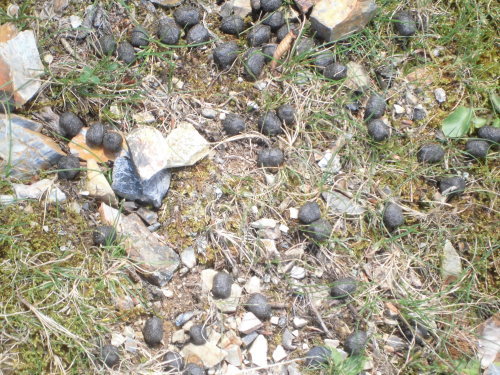 b0341209_20104214.jpg