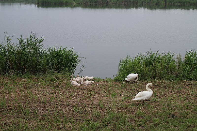 e0341417_20213862.jpg