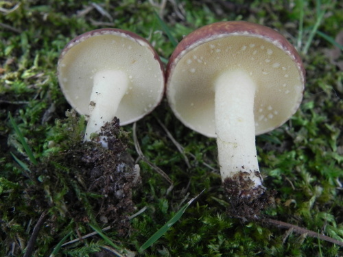 e0352220_21000834.jpg