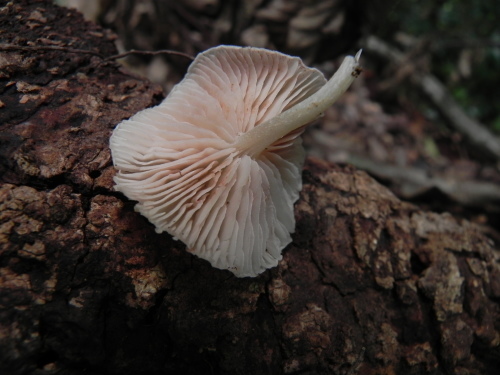 e0352220_21073591.jpg