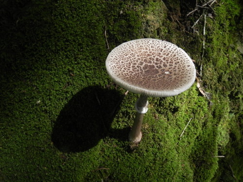 e0352220_21140775.jpg