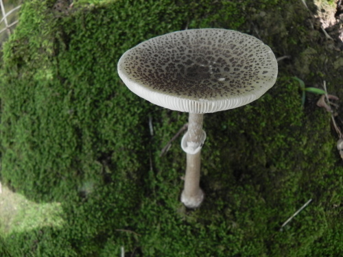 e0352220_21151826.jpg