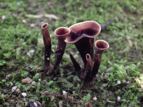 e0352220_22035420.jpg