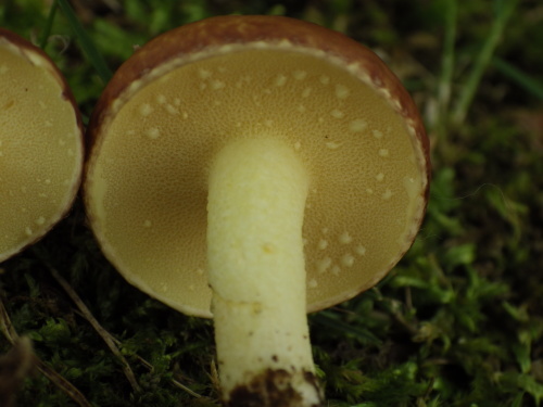 e0352220_22062325.jpg