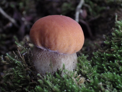 e0352220_22182930.jpg