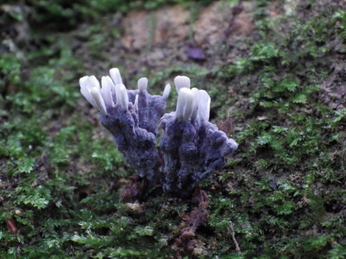 e0352220_22224346.jpg