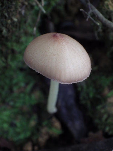 e0352220_22335906.jpg