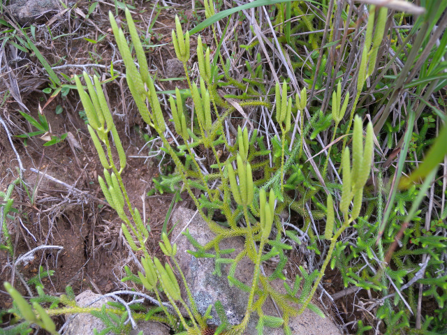 e0272335_1756013.jpg